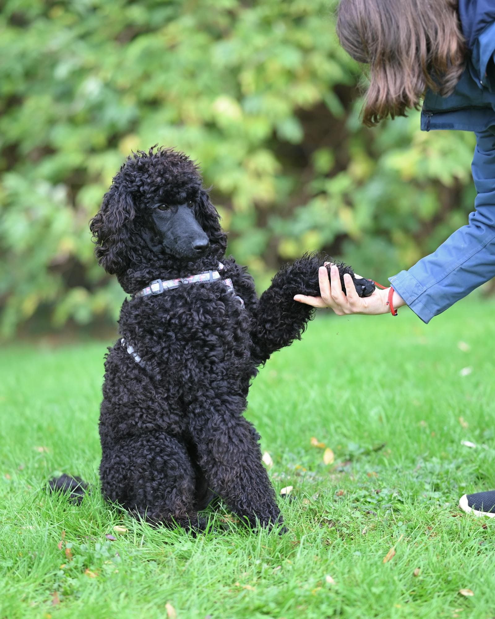 Separation anxiety: when it is behavior, and when it is emotion