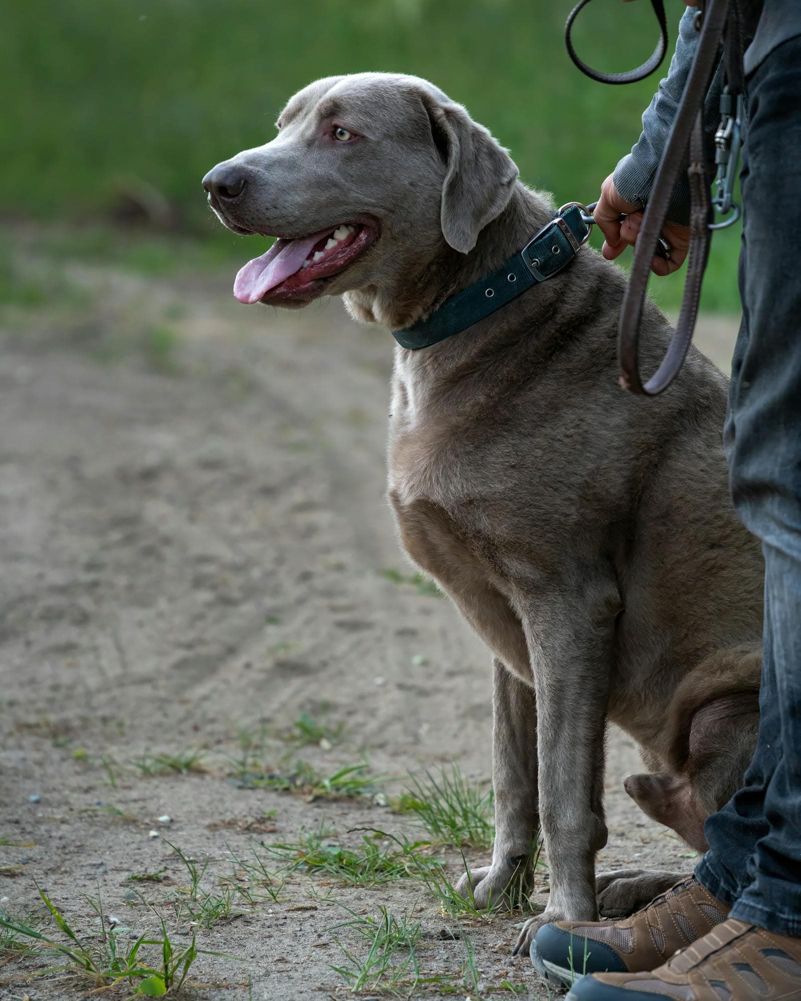 Leash reactivity — what you see, and what is actually happening